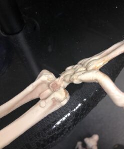 Crazy Bonez Pose-N-Stay Skeleton Original Pose-N-Stay 49 71gcDQF2gjL