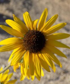 Nikon Coolpix L330 Digital Camera (Black) 25 71ge VgsZFL