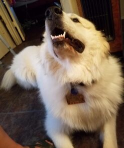 Jerky Treats Tender Beef Strips Dog Snacks 3.75 Pound (Pack of 1) 16 71ge3NAe2gL