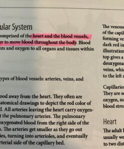SHARPIE Clear View Highlighter Stick, Assorted, 4/Pack (1950749) 4-Pack 23 71gfuu8CbL