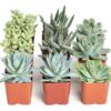 Shop Succulents Blue & Green Succulent Plant Pack Collection - Live Mini Succulent Plants, Low Maintenance, Mixture of Textures - Wedding and Party Favors, Gift & Garden, Pack of 9 9-Pack 8 71gjEwdqbeL