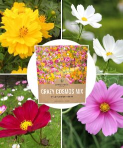Cosmos Seeds Wildflower Mixture - Bulk 1 Ounce Packet - Over 5,000 Seeds - Pink, Yellow, Orange, Red, Purple and White Mixed Species! 1 Ounce Pouch 37 71gjrRmSZ6L