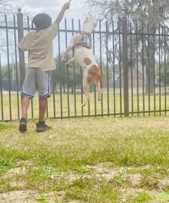 Muscle Bully Gains - Mass Weight Gainer for Dogs, Whey Protein, Flax Seed (for Bull Breeds, Pit Bulls, Bullies) Increase Healthy Natural Weight, Made in The USA (90 Servings) 90 Servings 37 71gllmyHi5L