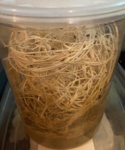 Praying Mantis Egg Case with Hatching Habitat Cup - 2 Praying Mantids Egg Cases 2 Egg Pod Habitat Cup 43 71gmPaYnQbL