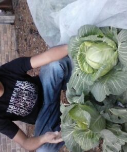 Harvest Guard Freeze Protection Plant Cover, Floating Frost Blanket for Outdoor Plants and Lawn Seed Germination, Reusable Garden Fabric Plant Cover Warmer for Harsh Weather (5' x 25') 5'x25' 7 71gnUYLSfCL