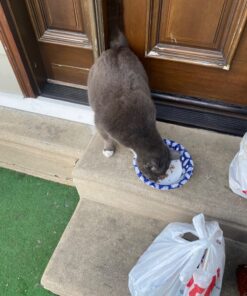 Dixie Ultra Disposable Paper Bowls, 20oz, Dinner or Lunch Size Printed Disposable Bowls, Packaging and Design May Vary, 26 Count (Pack of 6) White 33 71go6VuBGL