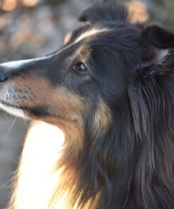 Nikon D750 FX-format Digital SLR Camera Body Body Only Base 72 71goK44VYWL