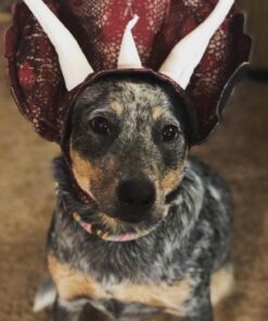 Animal Planet PET20104 Triceratops Dog Costume, Large 21 71gqYR0YmVL