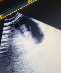 Portable Ultrasound Scanner Veterinary Pregnancy V12 with 3.5 MHz Convex Probe for Sheep, Dog, Cat and Pig. 17 71gtIJB3J5L