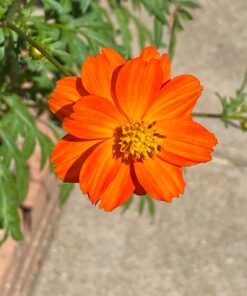 Seed Needs, Large 2.1 Ounce Package of 7,000+ Crazy Mix Cosmos Seed Mixture for Planting (Cosmos Bipinnatus Butterfly Attracting Cosmos Mixture) 10+ Varieties Open Pollinated - Bulk Large Pack (7,000 Seeds) 44 71gv34M7OjL