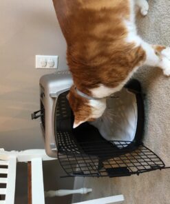 Petmate Two-Door Small Dog Kennel & Cat Kennel (Top Loading or Front Loading Pet Carrier, Made with Recycled Materials, 24 inches in Length) For Pets up to 15 Pounds, Made in USA 24.0"L x 14.5"W x 17.0"H TAN 56 71gwbSzZJNL 1