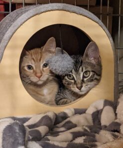 Purina ONE High Protein, Natural Dry Kitten Food, +Plus Healthy Kitten Formula - 16 lb. Bag Dry Food Chicken 16.00 Pound (Pack of 1) 38 71gzrPYI75L