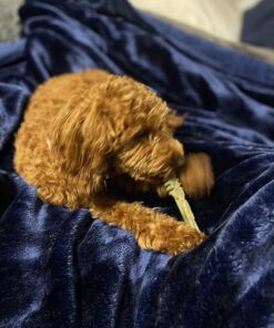 GREENIES Original TEENIE Natural Dental Care Dog Treats, 12 oz. Pack (43 Treats) Unflavored 43 Count (Pack of 1) 43 71h40x66CdL