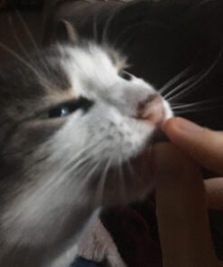 Wellness Kittles Crunchy Natural Grain Free Cat Treats, Salmon & Cranberry, 2-Ounce Bag 2 Ounce (Pack of 1) 42 71h5yekYtnL 1