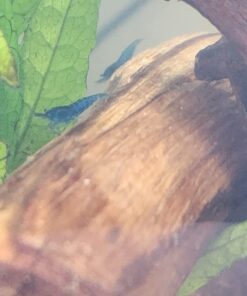 Blue Velvet Shrimp - Live Shrimp for Freshwater Aquariums or Tanks - Live Arrival Guarantee (10 Shrimp) 10 Shrimp 46 71h6UmSxGIL