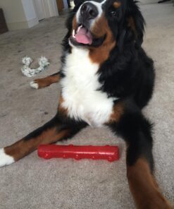 KONG - Squeezz Stick - Strong Squeaky Dog Toy, Squeaks even if punctured - For Large Dogs (Assorted Colors) 32 71h8hzVDBuL