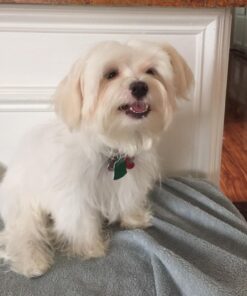 Advantage II Small Dog Vet-Recommended Flea Treatment & Prevention | Dogs 3-10 lbs. | 6-Month Supply 23 71hALixfPFL