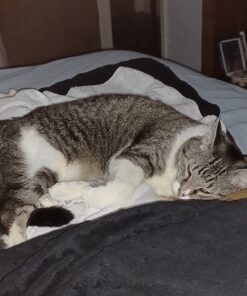 FELINE GREENIES Natural Dental Care Cat Treats Catnip Flavor, 5.5 oz. Pack 37 71hDXL bmL