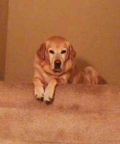 The Amazing Afterlife of Animals: Messages and Signs From Our Pets On The Other Side 13 71hEHMova9L