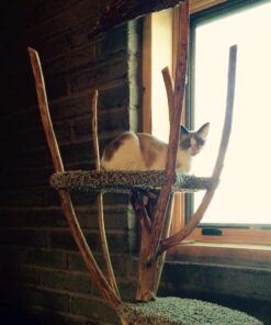 MesoSilver ® 20 ppm Colloidal Silver 250 mL/8.45 Oz natural 8.45 Fl Oz (Pack of 1) 9 71hEuU2LVL