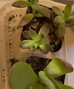 Shop Succulents Unique Succulent Plant Pack Collection - Live Mini Succulent Plants, Low Maintenance, Exceptional Colors & Textures - Wedding and Party Favors, Gift & Garden, Pack of 4 4-Pack Succulent Packs 37 71hFUF0NFBL