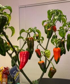 General Hydroponics MaxiGro Plant Food For Vigorous Growth, 2.2 lb 68 71hHqDQpIRL