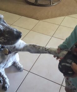 Wellness CORE Healthy Joints Crunchy Dog Treats (Previously Marrow Roasts), Natural Grain-Free Treats, Made with Real Meat, No Artificial Flavors (Beef, 8-Ounce Bag) 45 71hJT9sJoIL