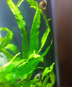 Ramshorn Snails, Algae Eater, Live Snails for Freshwater Aquariums - 1/8 to 1/2 inch (5 Snails) 5 Snails 23 71hKJeJY90L