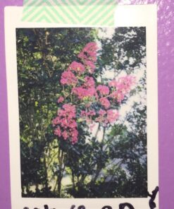 Fujifilm INSTAX Mini Instant Film Twin Pack (White) - International Version 20 Film Pack 34 71hMgwE8HfL