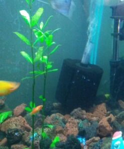 uxcell XINYOU XY-380 Aquarium Fish Tank Biochemical Sponge Filter, 4-1/2-Inch (1-Pack) 1-pack 28 71hNET0UKyL