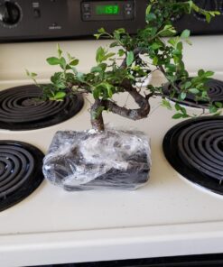 9GreenBox Chinese Elm Bonsai Tree Style 8 64 71hQtG XY3L