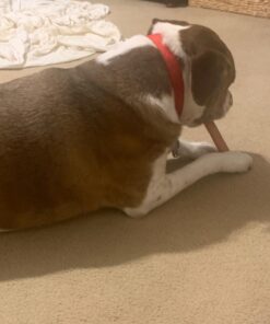 Nylabone Classic Power Chew Toys Twin Pack - Dog Toys for Aggressive Chewers - Tough & Durable Dog Bones for Large Dogs - Bacon and Chicken Flavors, Large/Giant (2 Count) Large/Giant - Up to 50 lbs. Variety 40 71hSTMjEuOL 1