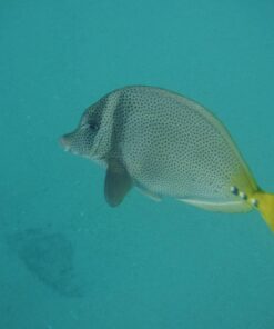 Fujifilm FinePix XP80 Waterproof Digital Camera with 2.7-Inch LCD (Yellow) Yellow 67 71hUqT33dRL