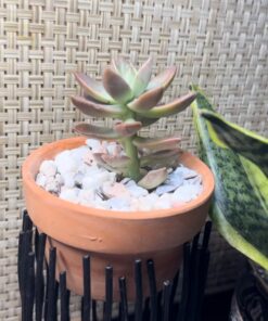 FATPLANTS 10 Living Succulent Cuttings 62 71hX8gJaL