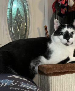 Purina Cat Chow Gentle Dry Cat Food, Sensitive Stomach + Skin - 13 lb. Bag 13.00 Pound (Pack of 1) 41 71hZLJTW2YL