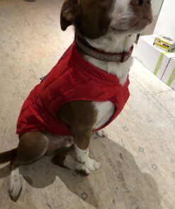 Kurgo Loft Dog Jacket, Reversible Dog Coat, Wear with Harness or Sweater, Water Resistant, Reflective, Winter Coat For Medium Dogs (Chili Red, M) Chili Red/Charcoal 55 71hZeEgh9iL