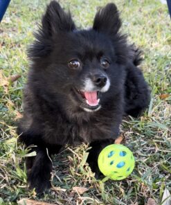 JW Pet Crackle Heads Crackle Ball, Small 25 71haA2QzDtL