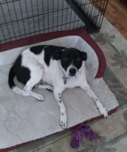 Milk-Bone Trail Mix with Real Beef & Sweet Potato Dog Treats, 20 Ounces 20 Ounce (Pack of 1) 48 71hbveyU3SL 3