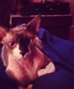 Purina ONE Natural Dry Cat Food, Tender Selects Blend With Real Chicken - 7 lb. Bag 46 71hc5NKEdkL