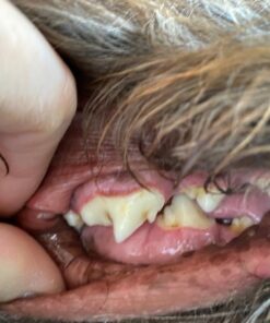 Proden PlaqueOff Dental Care for Dogs and Cats, 180gm 37 71hdfrZ1t3L