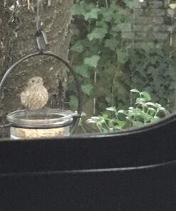 Mosaic Birds Hummble Basic Bird Feeder, M045-200, 3.4 Ounce Capacity, Clear, 1 Piece 35 71he6iEHe3L