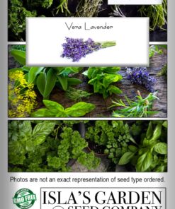 English "Vera" Lavender Seeds for Planting, 1000+ Seeds Per Packet, (Isla's Garden Seeds), Non GMO & Heirloom Seeds, Botanical Name: Lavandula angustifolia, Great Herb Garden Gift 22 71hfaRFqFBL