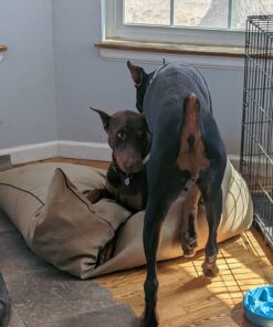 Majestic Pet Rectangle Large Dog Bed Washable – Non Slip Comfy Pet Bed – Dog Crate Bed Super Value Pillow Dog Bed – Dog Kennel Bed for Sleeping - Dog Bed Large Breed 46 x 35 Inch – Solid Khaki 46.0"L x 35.0"W x 7.0"Th 30 71hj1cZl6dL