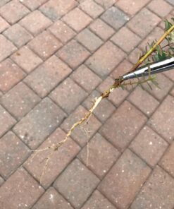 Lawn Jaws The Original Sharktooth Weed Puller Remover Weeding & Gardening Tool Weeder -Pull from The Root Easily! Ergonomic Handheld Weeding Tool for Spring Summer Cleaning, for All Age Gardeners 1 Pack 27 71hlq62A4vL