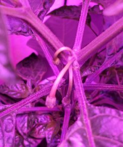 General Hydroponics MaxiGro Plant Food For Vigorous Growth, 2.2 lb 69 71hmGel5hnL