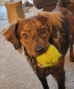 UPGRADED Q6 Rechargeable Bark Collar - Smart Barking Detection Module w/Triple Stop Anti-False Modes: Beep/Vibration/Shock for Small, Medium, Large Dogs & Breeds - IPx7 Waterproof (15-120 LBS) 53 71hmVA7BI1L