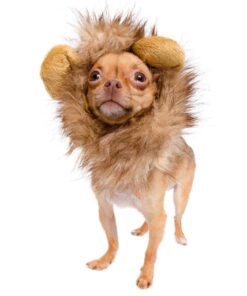 Pet Krewe Cat Lion Mane Halloween Costume – Fits Neck Size 8”-14 - Lion Costume for Small Cats and Kittens – Ideal for Halloween, Cat Birthday, Cat Cosplay, Cat Outfits, Pet Clothes One size fits all 30 71hn8ZrIfSL
