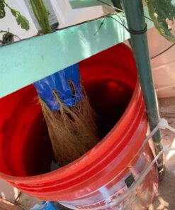 General Hydroponics MaxiGro Plant Food For Vigorous Growth, 2.2 lb 43 71hsXpMzNfL