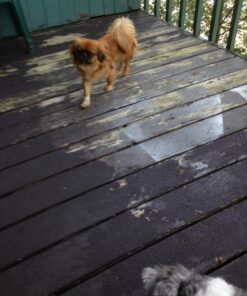 Best Bully Sticks 12 Inch All-Natural Odor Free Bully Sticks for Dogs - 12” Fully Digestible, 100% Grass-Fed Beef, Grain and Rawhide Free | 12 Pack 12" (12 Pack) 37 71hvBDU0gKL