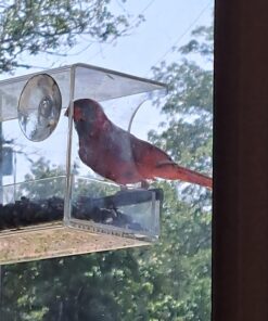 Extra Large Window Bird Feeders for Outside - Clear Bird Feeders for Viewing - Extra Strong Suction Cup Bird Feeder Window - Drainage Holes, Detachable Large Seed Tray, and Rubber Perch for Wild Birds Rectangular 28 71i 9xLojWL